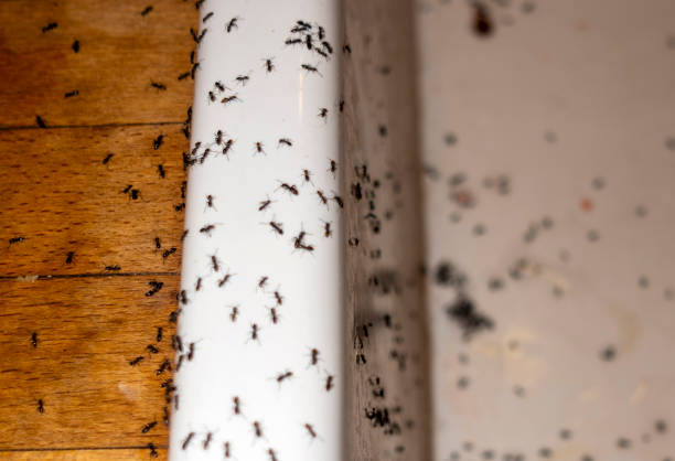 Trusted Dexter, GA Pest Control Experts