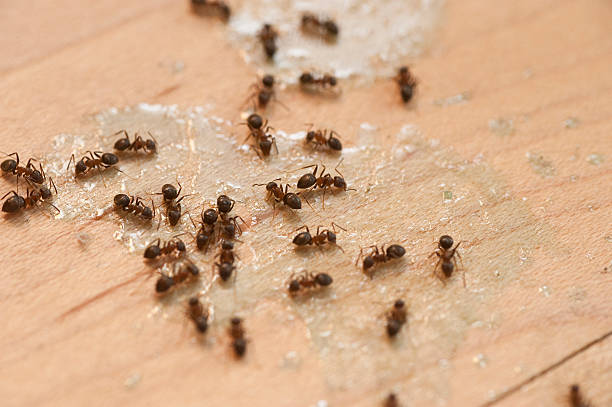Best Local Pest Control Services  in Dexter, GA